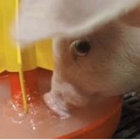 Piglets drinking water at birth may be a breakthrough in the swine health movement, says Arie Halpern