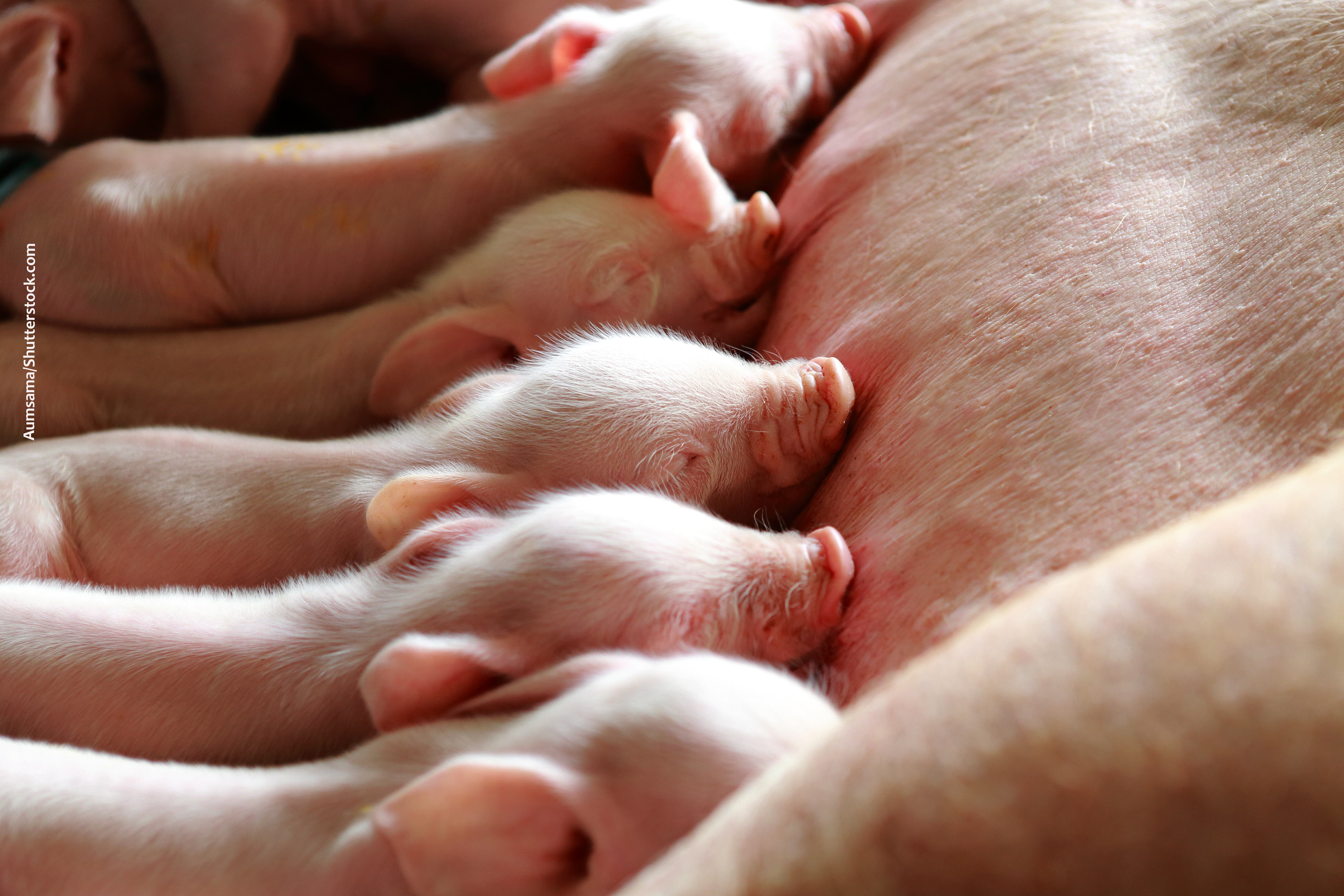 Elanco e Tonisity formam parceria estratégica para distribuição de produtos para suinocultura