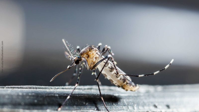 Os drones na cruzada contra o zika vírus
