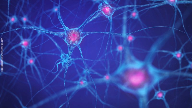 Cientistas desvendam “twitts” das células