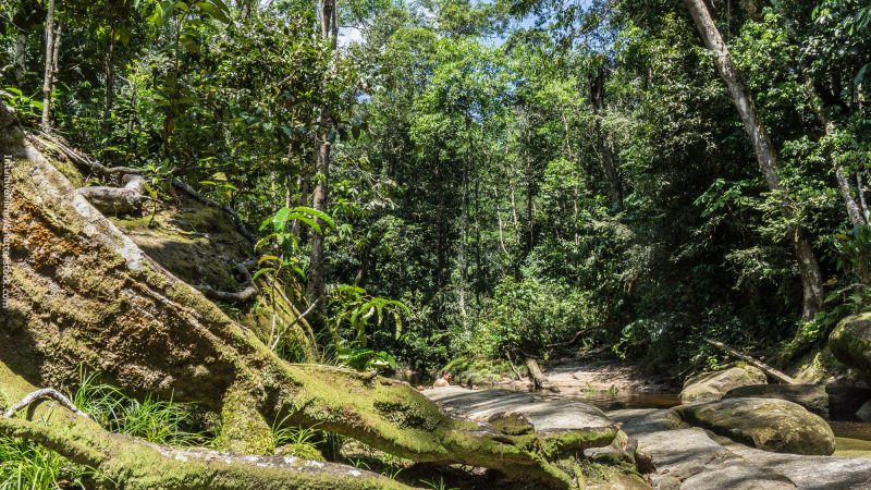 The Amazon: one of the foundations of the 4th Industrial Revolution