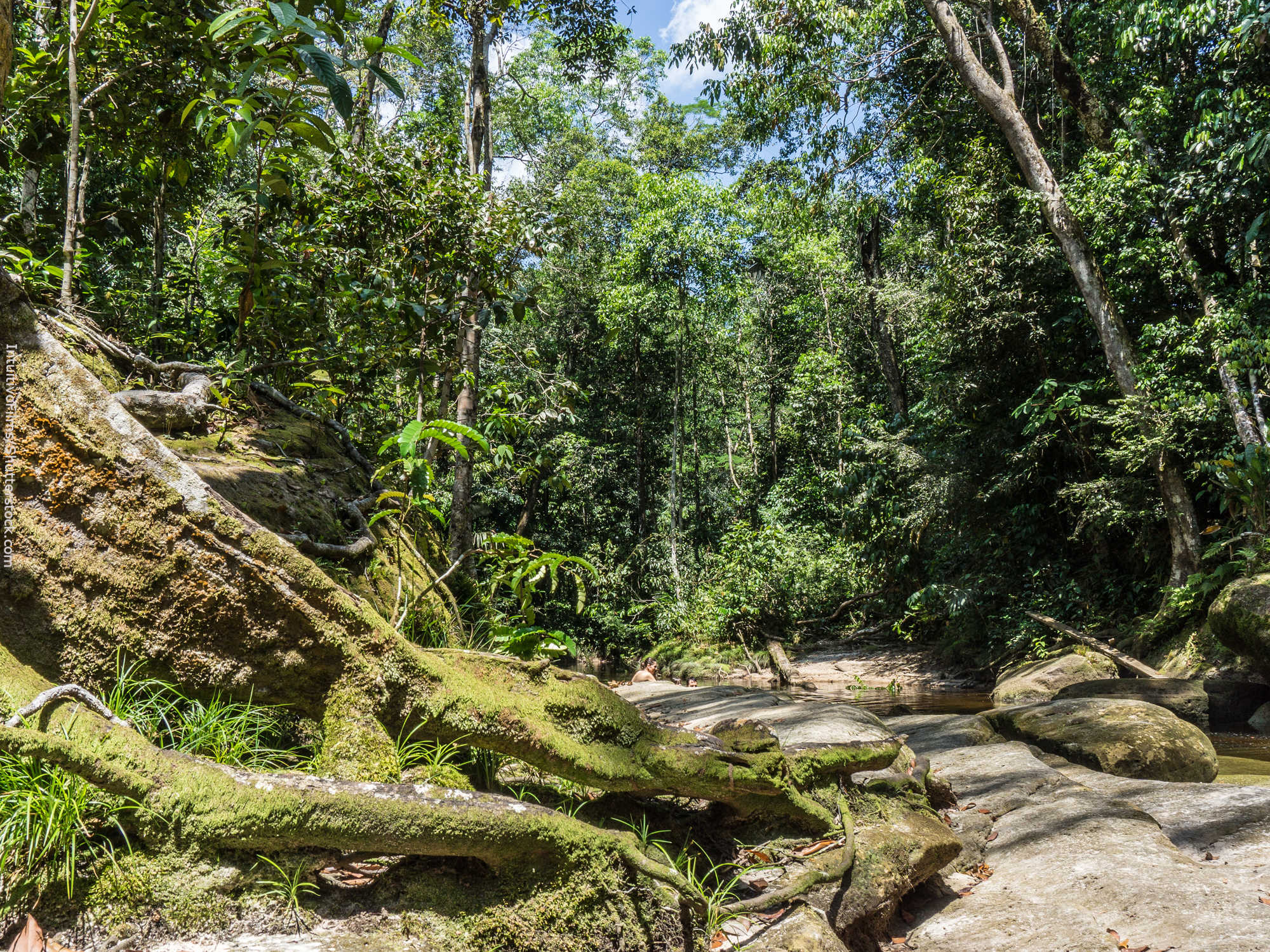 “ComputerWorld” publica artigo “Preservada, Amazônia será uma das bases da 4ª Revolução Industrial”, de autoria de Arie Halpern