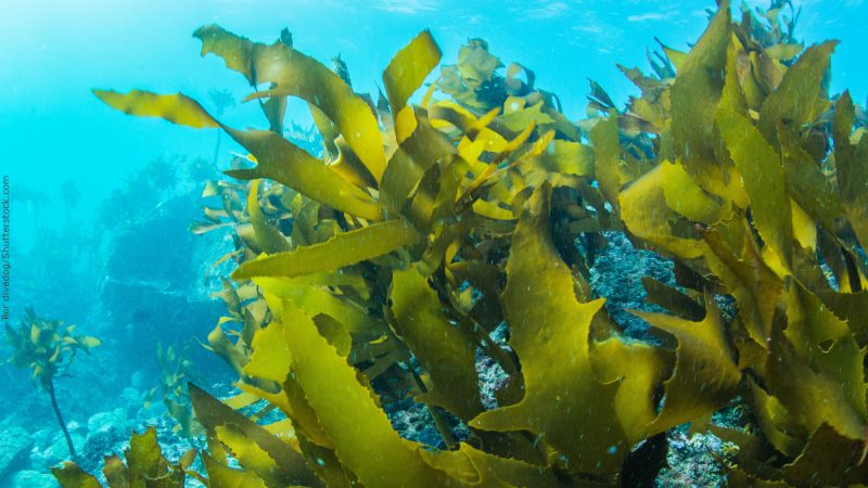 Tecnologias embarcadas promovem revolução no cultivo de algas marinhas