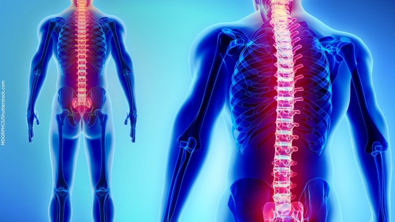 Exoesqueleto maleável reduz fadiga na musculatura das costas