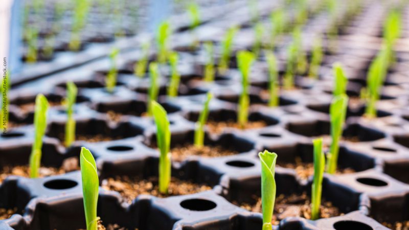 Agtech brasileira ganha prêmio global com solução disruptiva de nanotecnologia verde