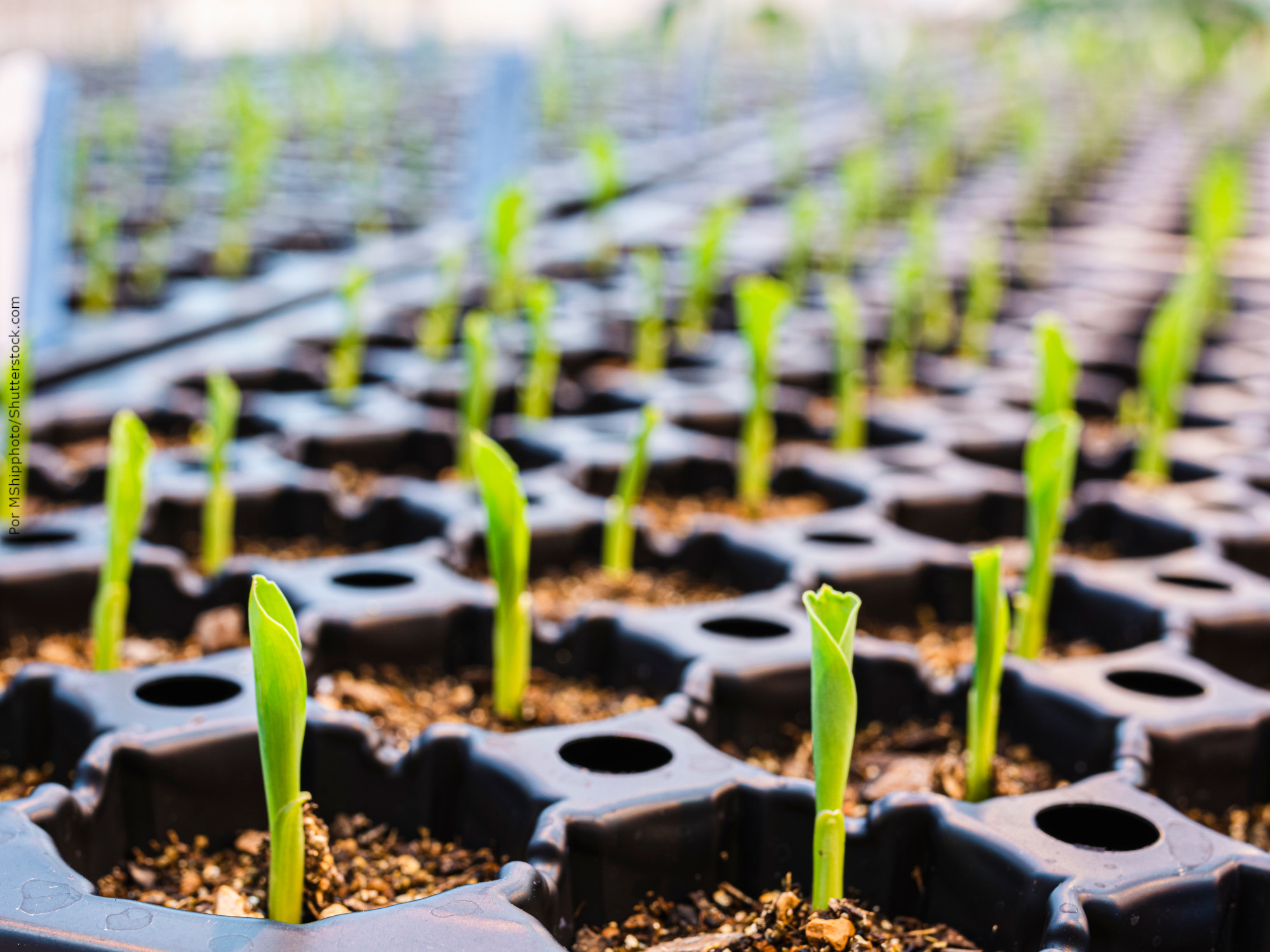 Agtech brasileira ganha prêmio global com solução disruptiva de nanotecnologia verde