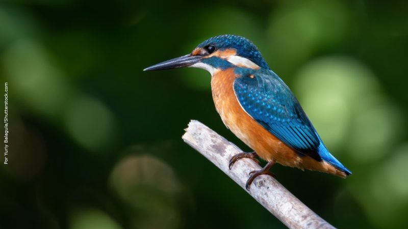 Biodiversity needs goals such as the climate to revert  species extinction