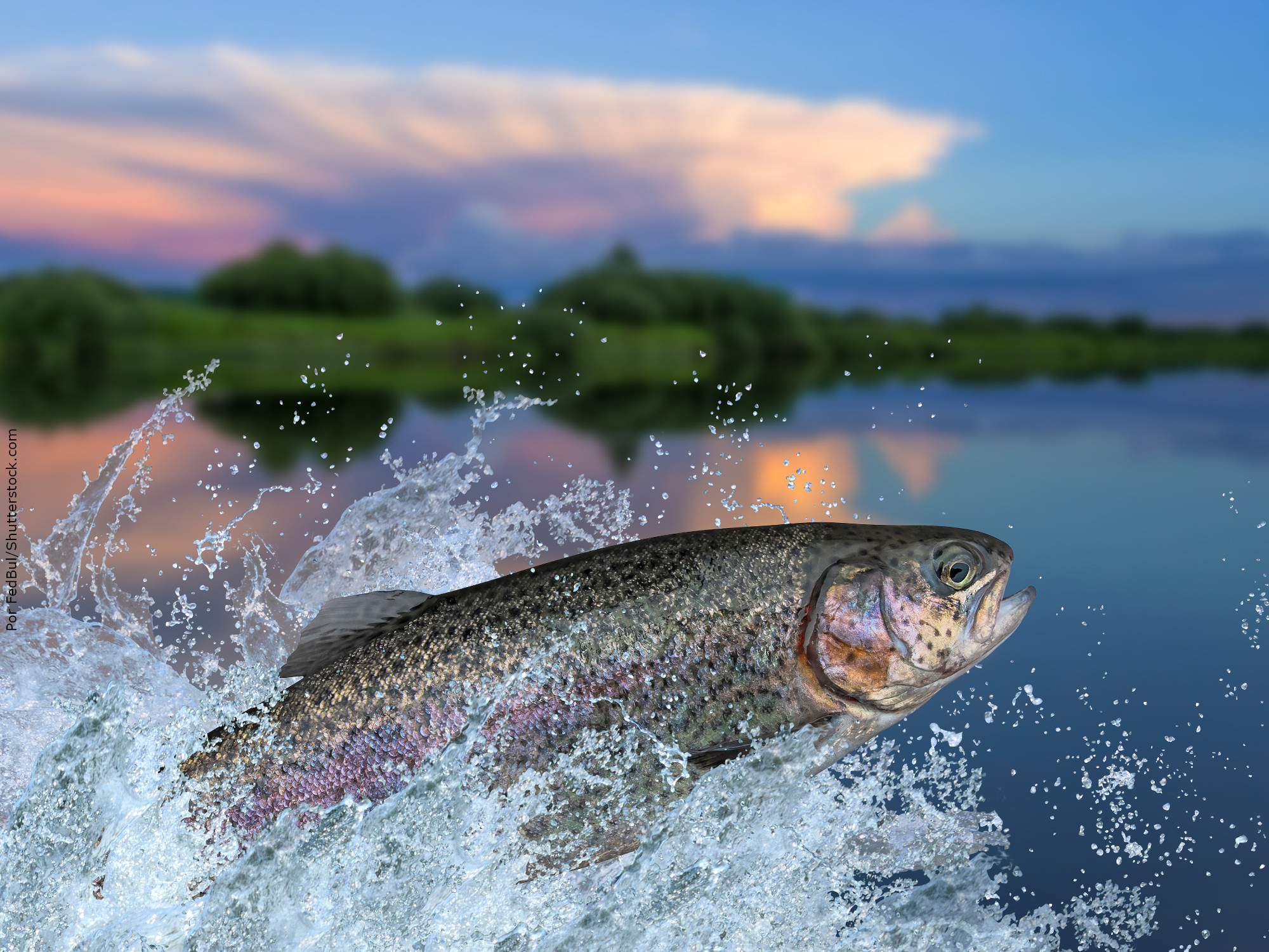Tecnologia permite a identificação de novos habitats para salmões do Pacífico