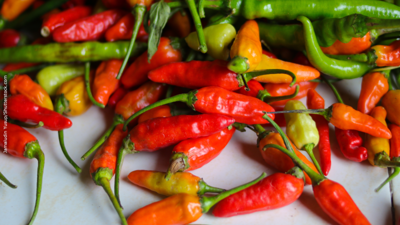 Pimenta cultivada no espaço oferece refeições mais nutritivas e saborosas