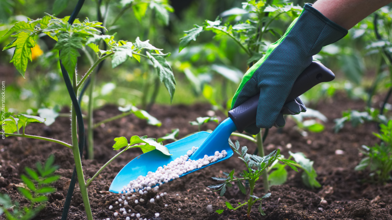 Micróbios e outros seres vivos podem nutrir plantações evitando a poluição do solo e da água