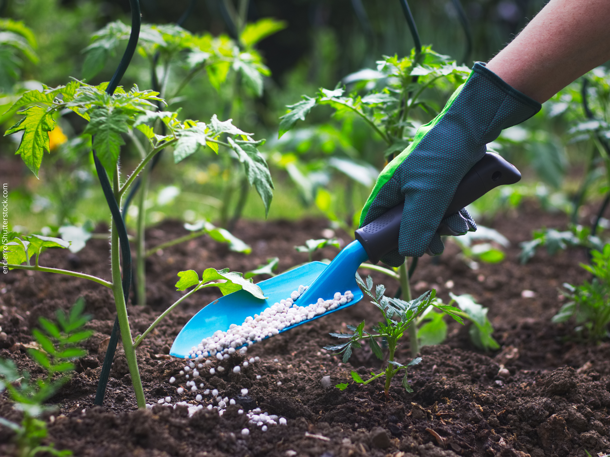 Micróbios e outros seres vivos podem nutrir plantações evitando a poluição do solo e da água