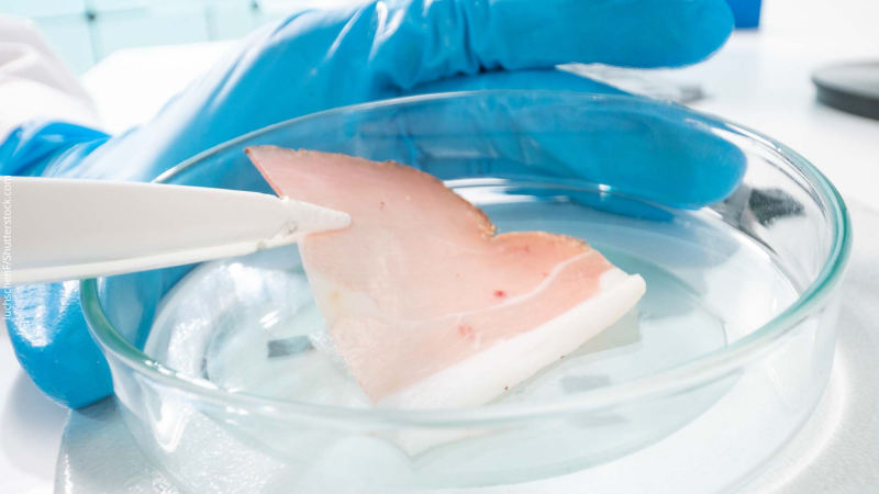 Proteína de peixe cultivada em laboratório preserva espécies ameaçadas