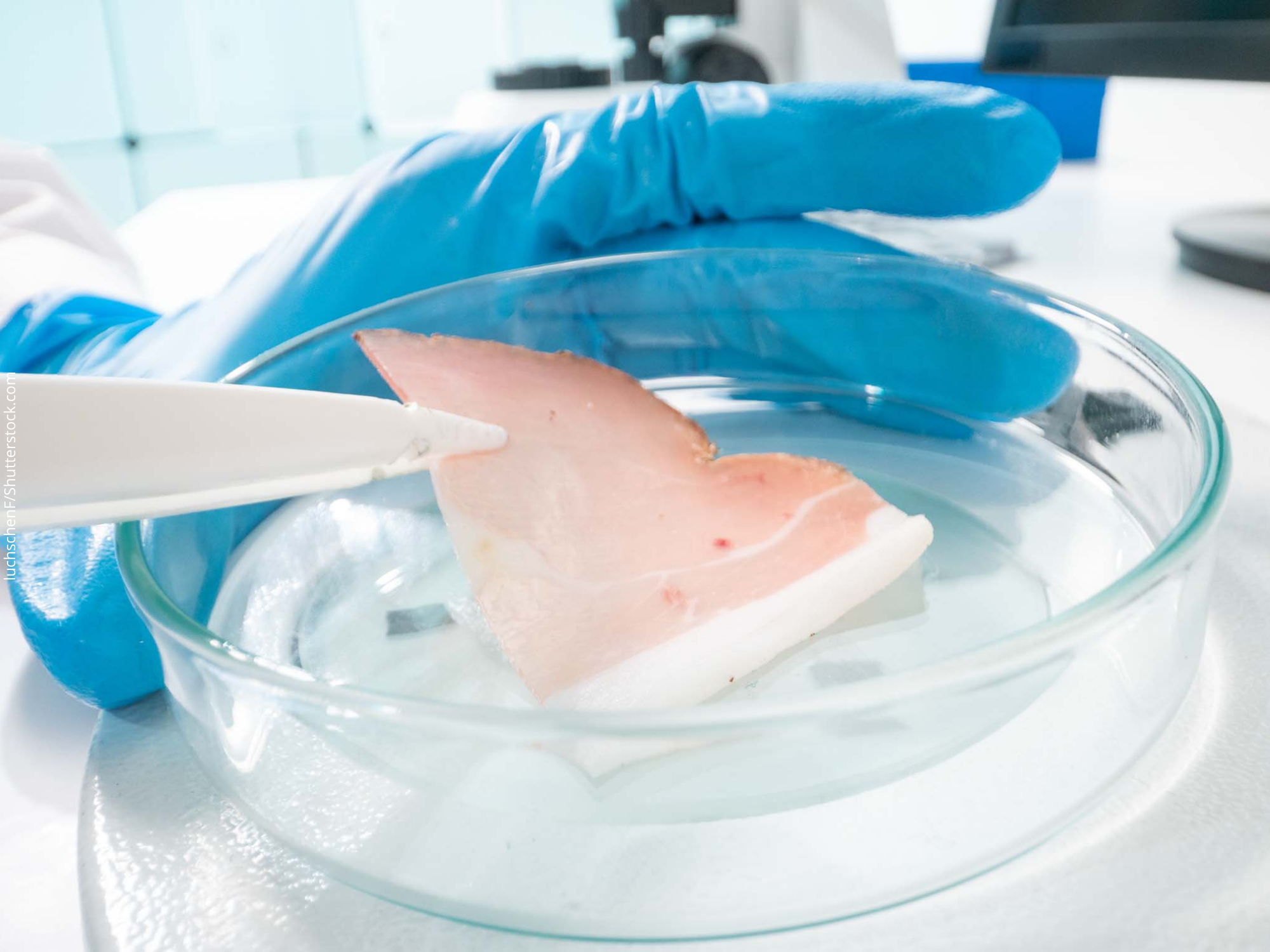 Proteína de peixe cultivada em laboratório preserva espécies ameaçadas