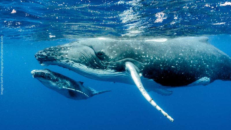 Pesquisadores propõem a criação de uma biblioteca mundial de sons subaquáticos