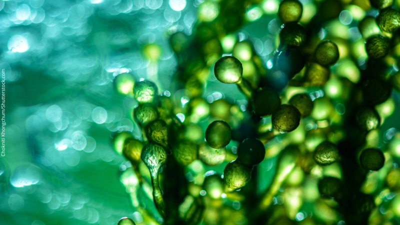 Energia gerada pela fotossíntese de algas mantém computador funcionando há um ano