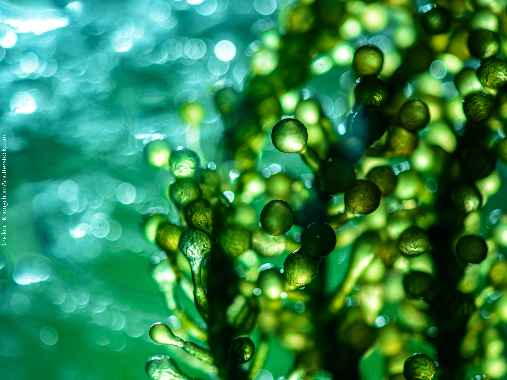 Energia gerada pela fotossíntese de algas mantém computador funcionando há um ano