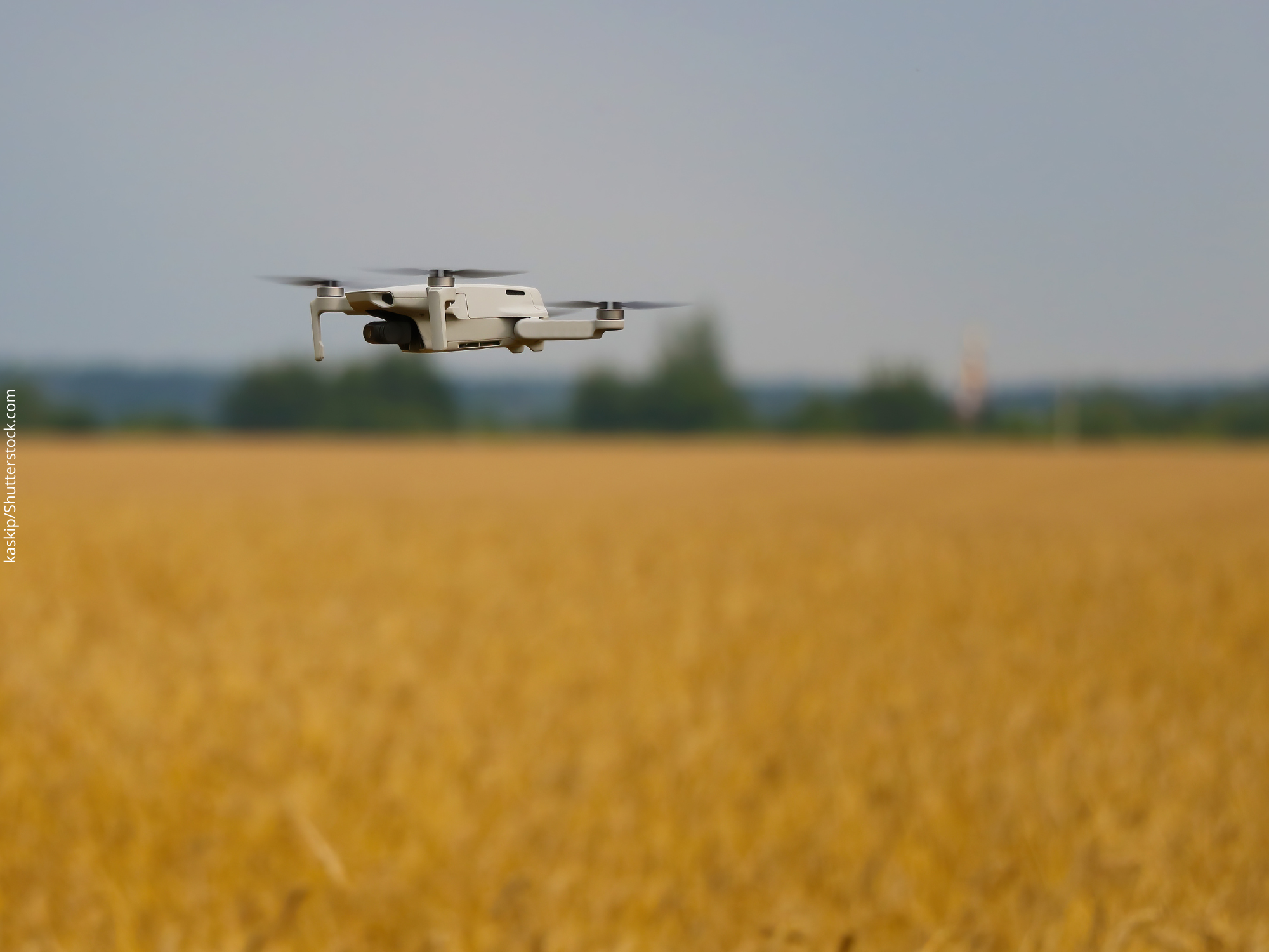 Metadados e IA trazem sustentabilidade para produção animal