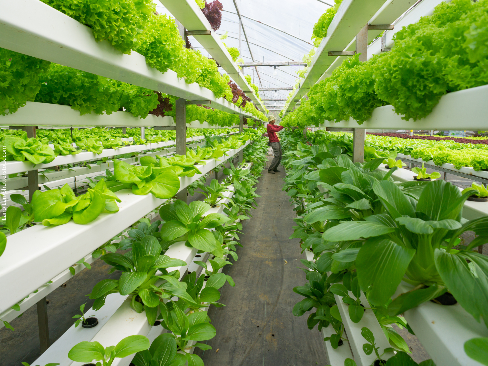 Hortas verticais, uma resposta para futuras crises de alimentos