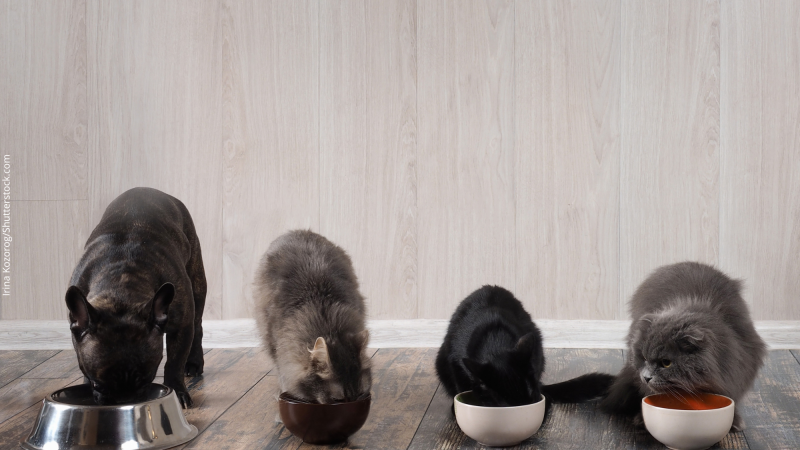 O que oferecemos a nossos pets tem muita tecnologia embarcada