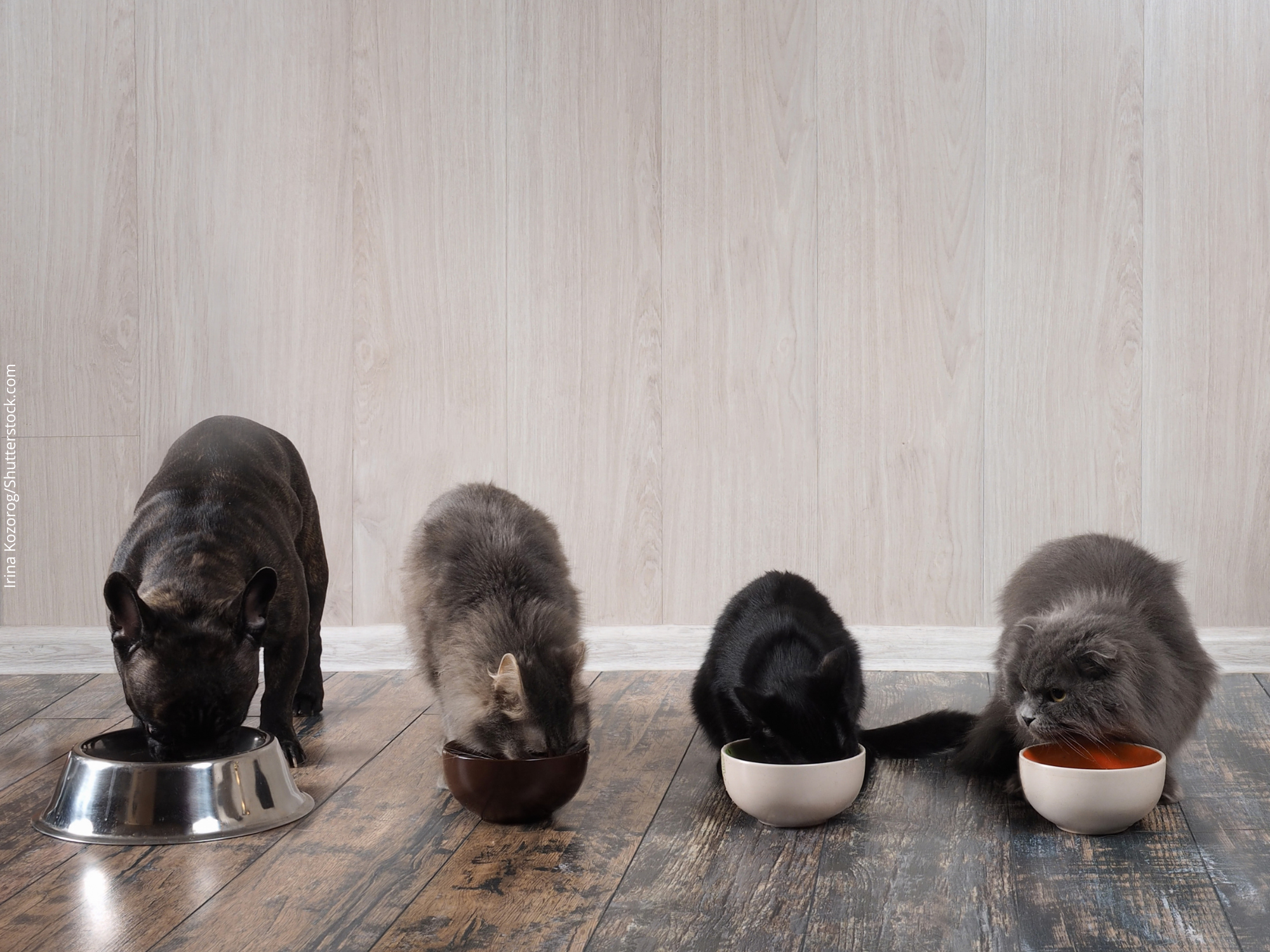 O que oferecemos a nossos pets tem muita tecnologia embarcada