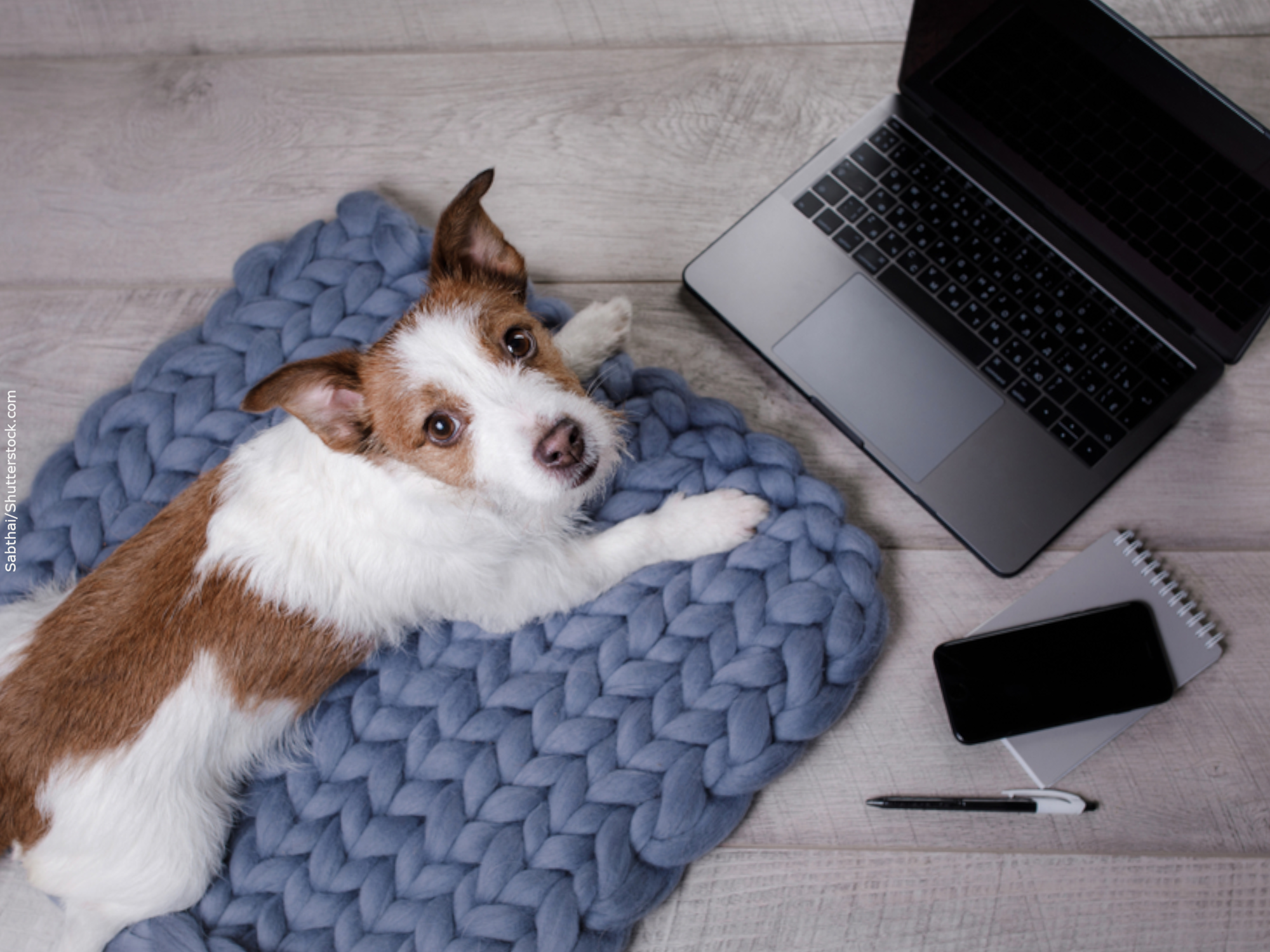 What we offer our pets has a lot of embedded technology